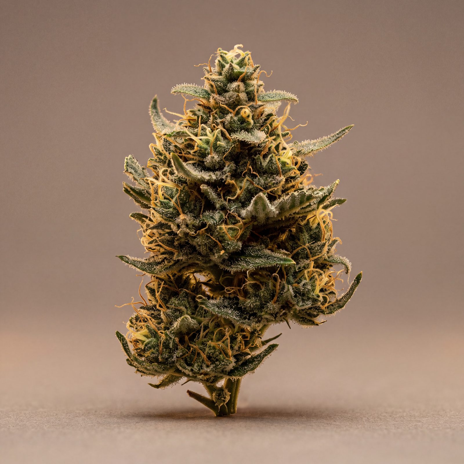 Dense cured hemp cola with amber pistils