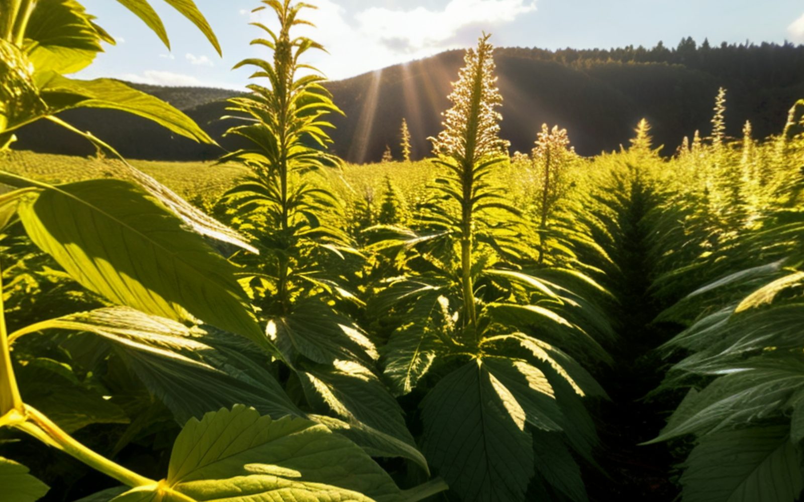 Standing between the hemp rows on the estate, looking along the canopy toward the afternoon sun over the ridge.