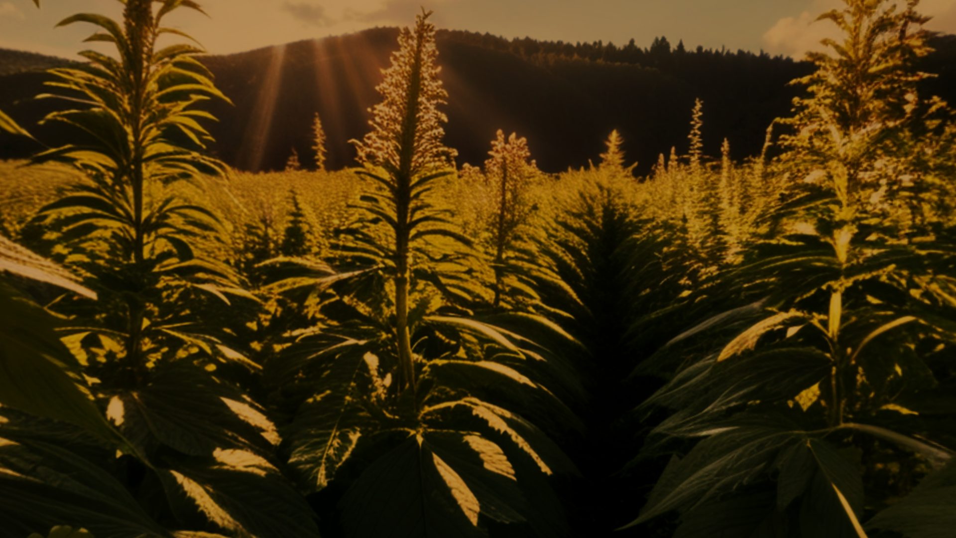 The estate field at dusk, clouds settling between the rows under an amber sky.
